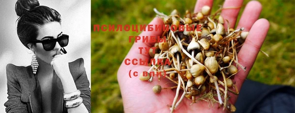 PSILOCYBIN Армянск